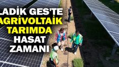 Ladik GES’te Agrivoltaik Tarımda Hasat Zamanı
