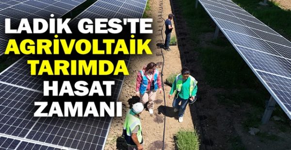 Ladik GES’te Agrivoltaik Tarımda Hasat Zamanı