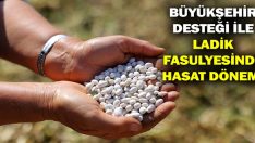 Büyükşehir Desteği İle Ladik Fasulyesinde Hasat Dönemi