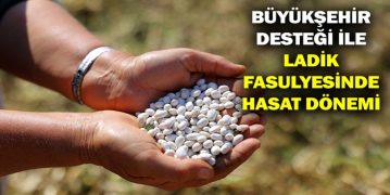 Büyükşehir Desteği İle Ladik Fasulyesinde Hasat Dönemi