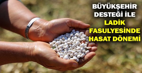 Büyükşehir Desteği İle Ladik Fasulyesinde Hasat Dönemi
