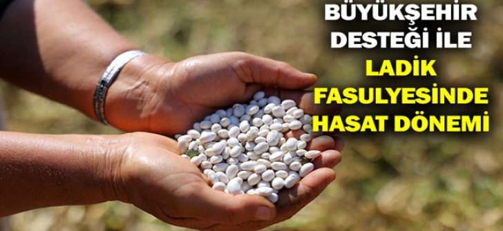 Büyükşehir Desteği İle Ladik Fasulyesinde Hasat Dönemi
