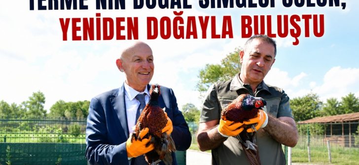 Terme’nin Doğal Simgesi Sülün, Yeniden Doğayla Buluştu